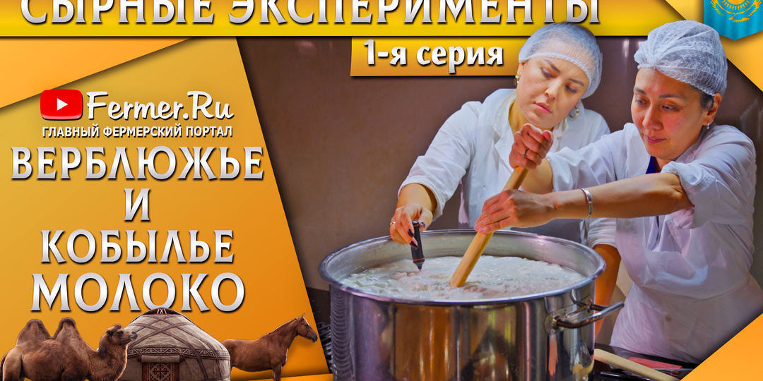 🐫🐎🧀Твердый сыр из молока верблюдицы и кобылы. Эксперимент мирового масштаба. Казахстан. Часть1