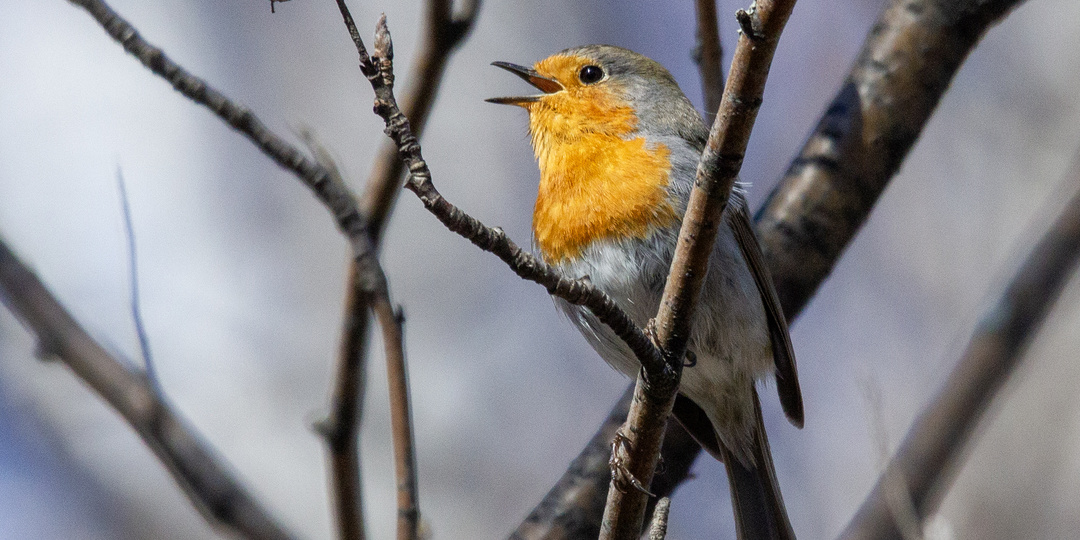 Гуляю и фотографирую птиц!;)