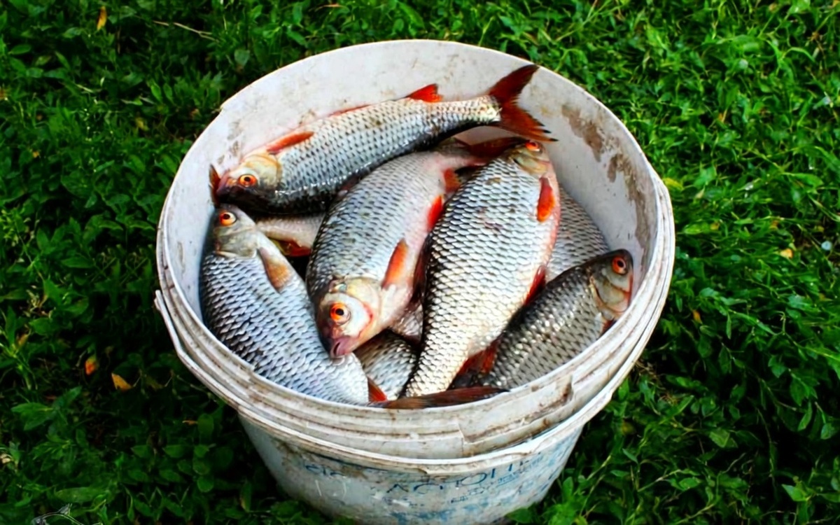 Плотва быстро собирается на домашнюю прикормку