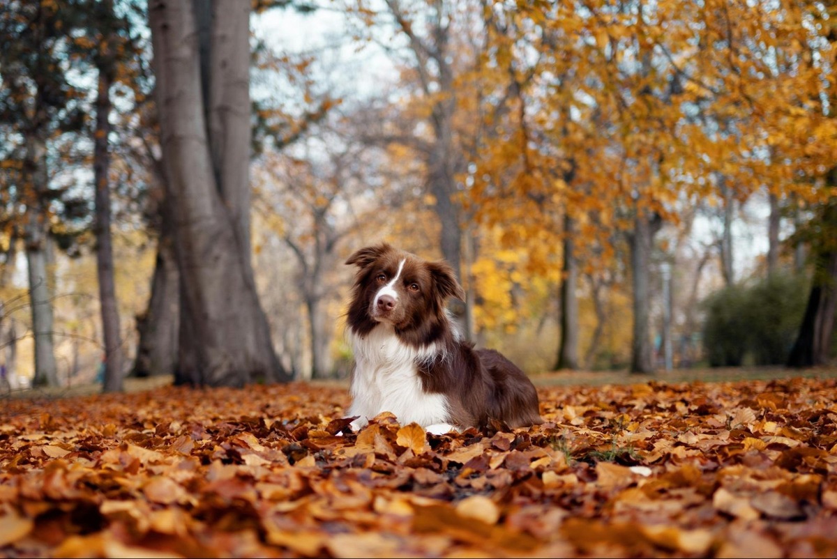    Кровь в кале у собак — симптом серьезных проблем со здоровьем