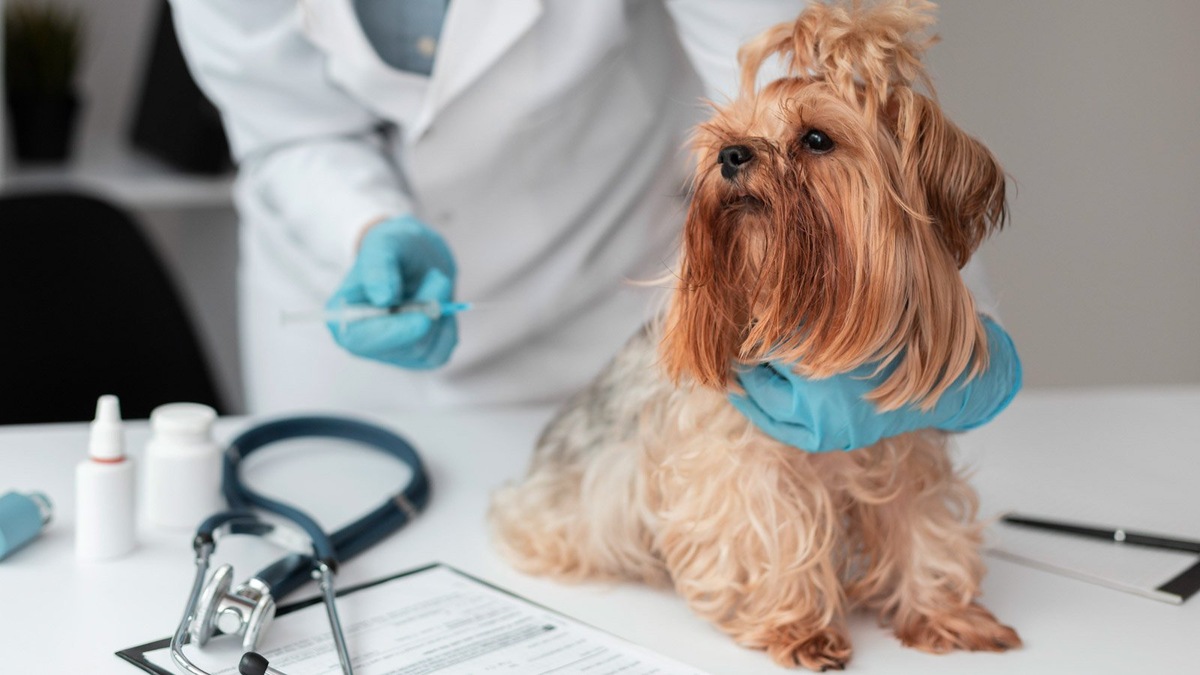    Чтобы определить причину крови в кале у собаки, важно как можно скорее обратиться к ветеринару