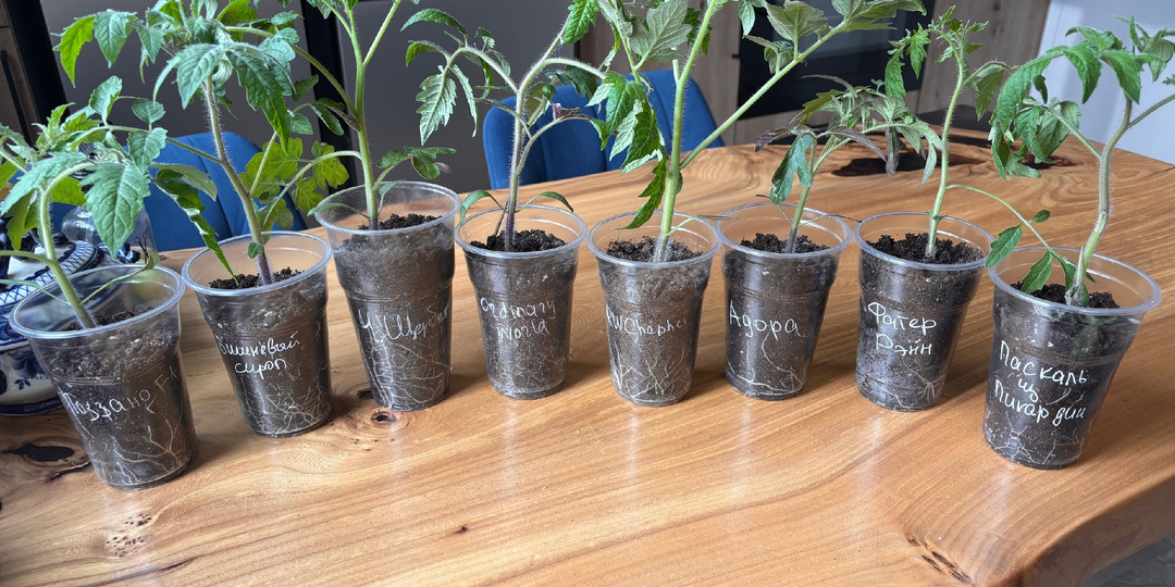 Заметки про рассаду: Когда сеяла, что вышло и картинки было-стало 📝