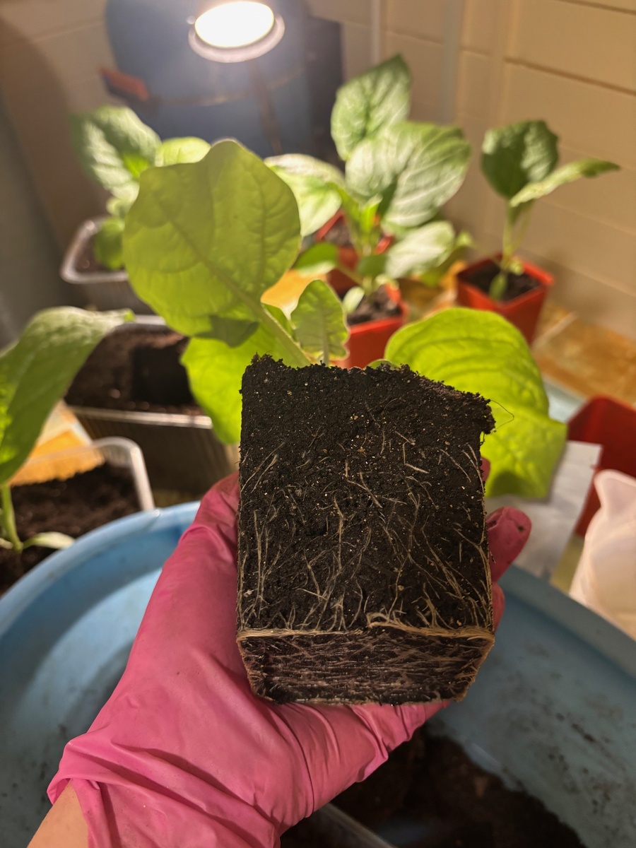 8 апреля 2026 перевалка баклажанов