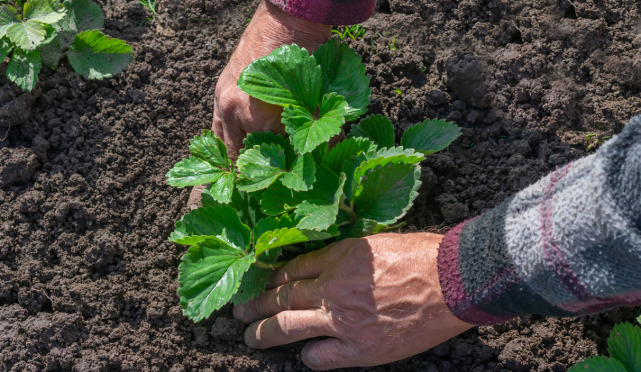 Уход за клубникой после зимы: 5 шагов к богатому урожаю