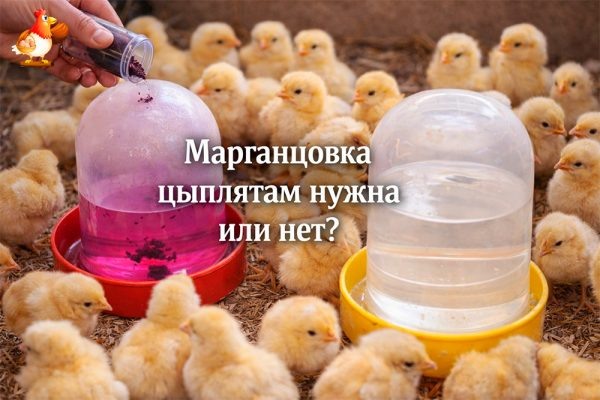 Марганцовка для цыплят – можно ли давать, или как одна розовая водичка стала легендой курятника