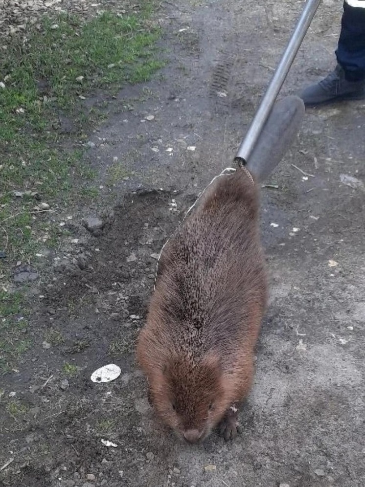     фото: /news/operativnye-novosti/