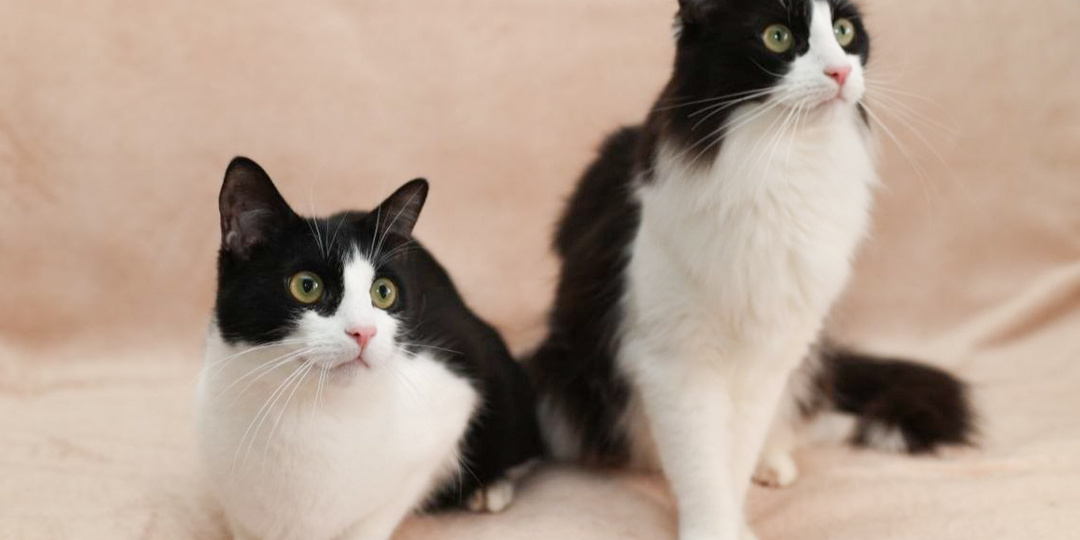 Братики-неразлучники Рэй и Марсель в поисках дома!