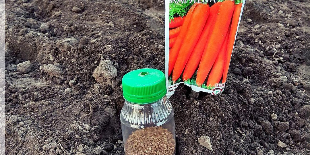Посев моркови без ошибок: от выбора времени до тонкостей посева - всё, что важно для богатого урожая