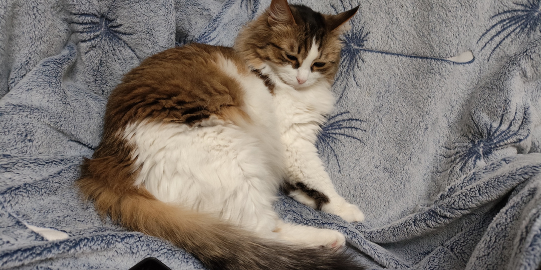 Пятничные котики смешат: любители исскуства и красоты, коты - кенгуру и думы о послеобеденных занятиях.