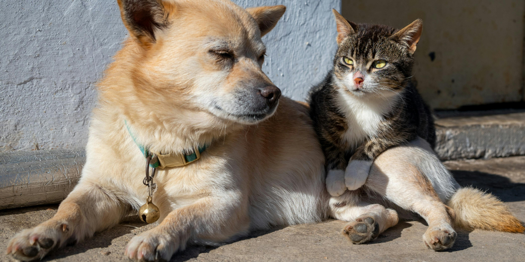 Выбросил собаку или кошку — готовься платить в 10 раз больше