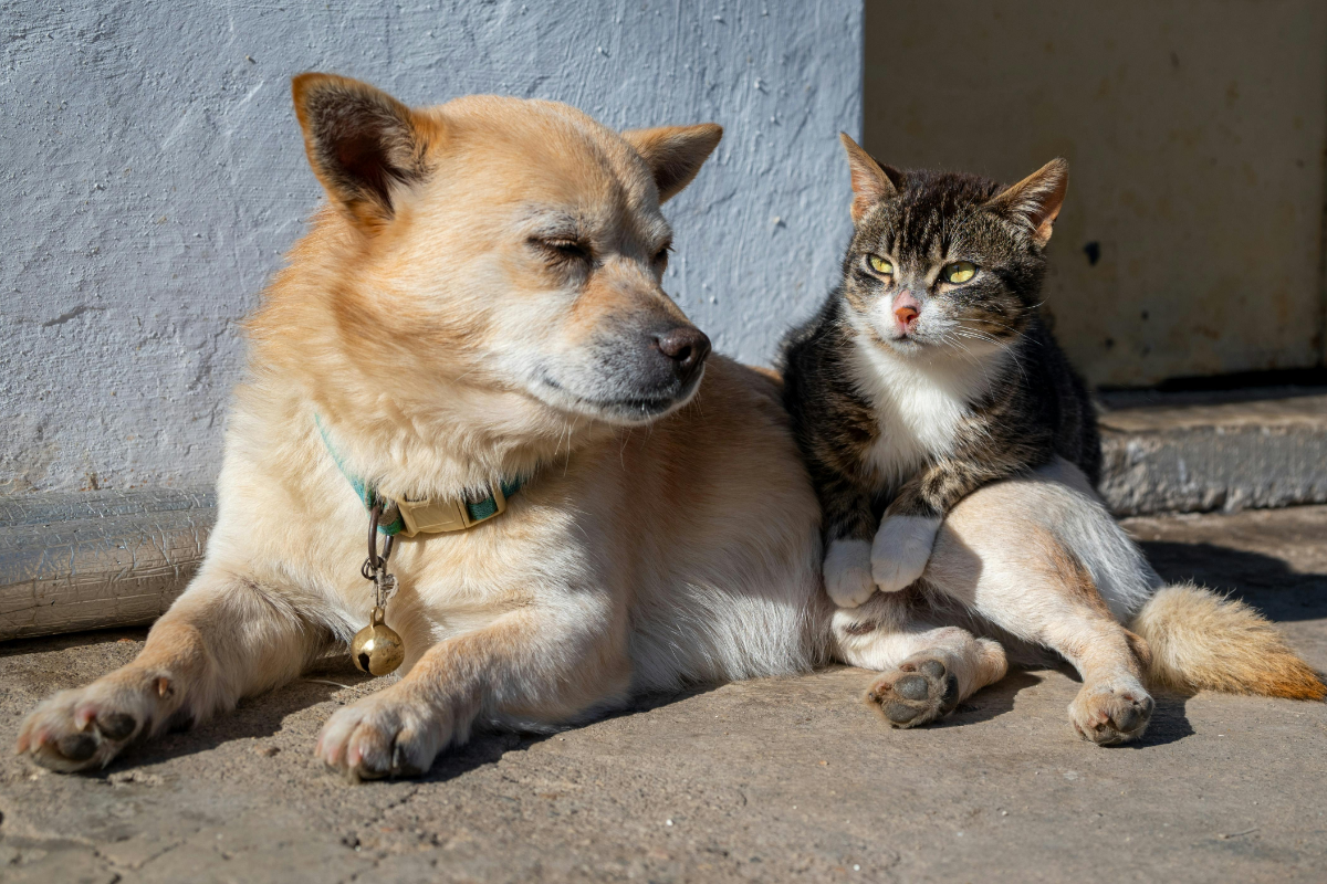 Бездомная собака с кошкой 