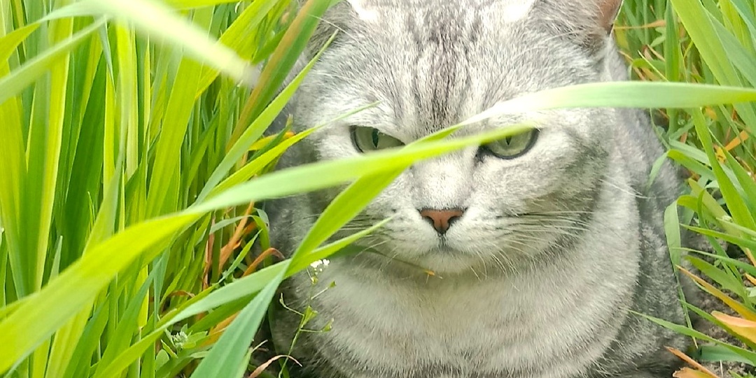 Кот деревенский