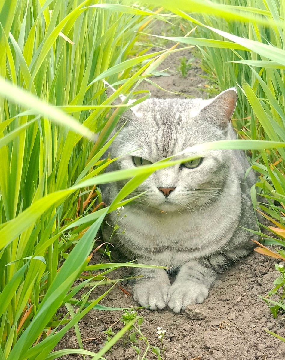 Из свободных источников