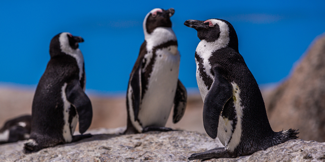 Угроза исчезновения нависла над императорскими пингвинами