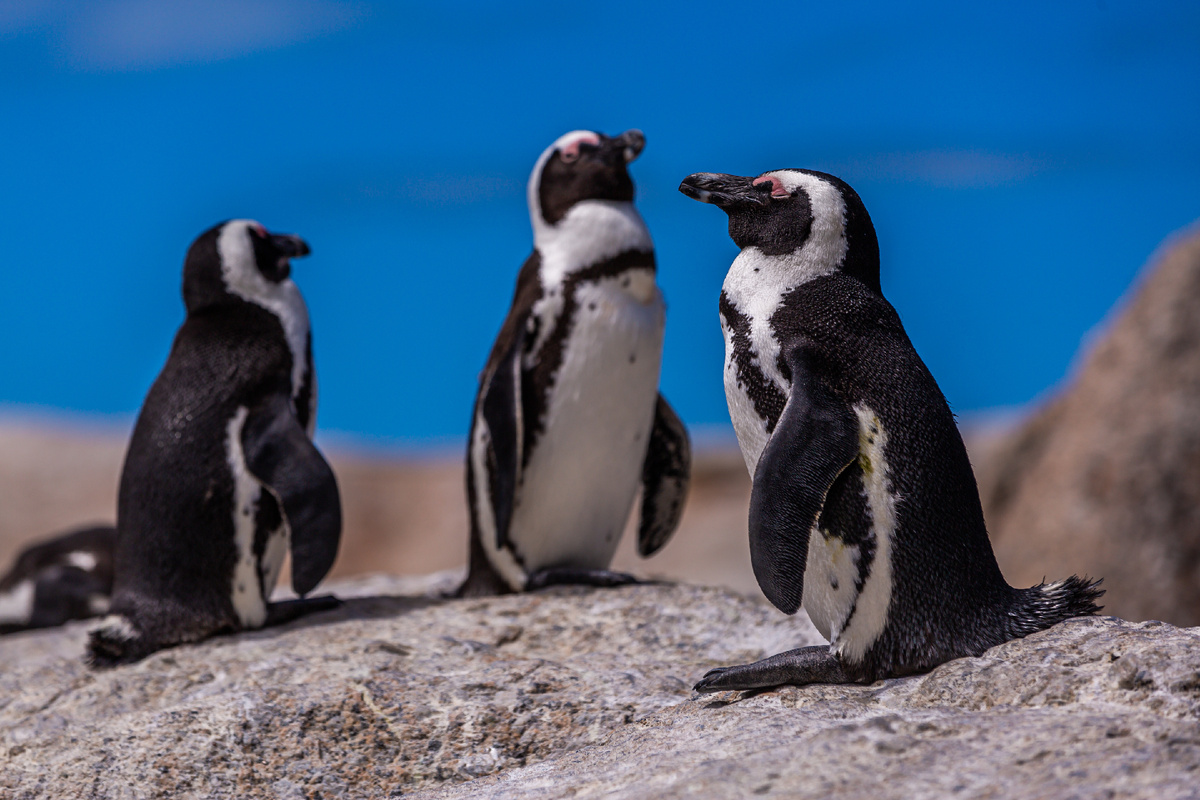 <a href="https://ru.freepik.com/free-photo/closeup-selective-focus-shot-cute-penguins-hanging-out-cape-good-hope-cape-town_11943178.htm">Изображение от wirestock на Freepik</a>