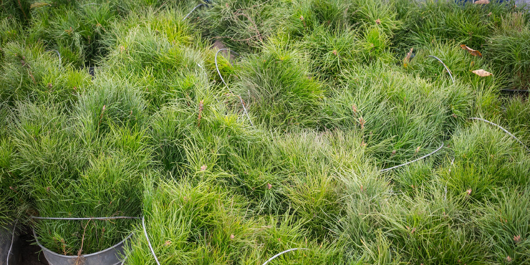 Африканские леса утратили способность эффективно поглощать углерод.