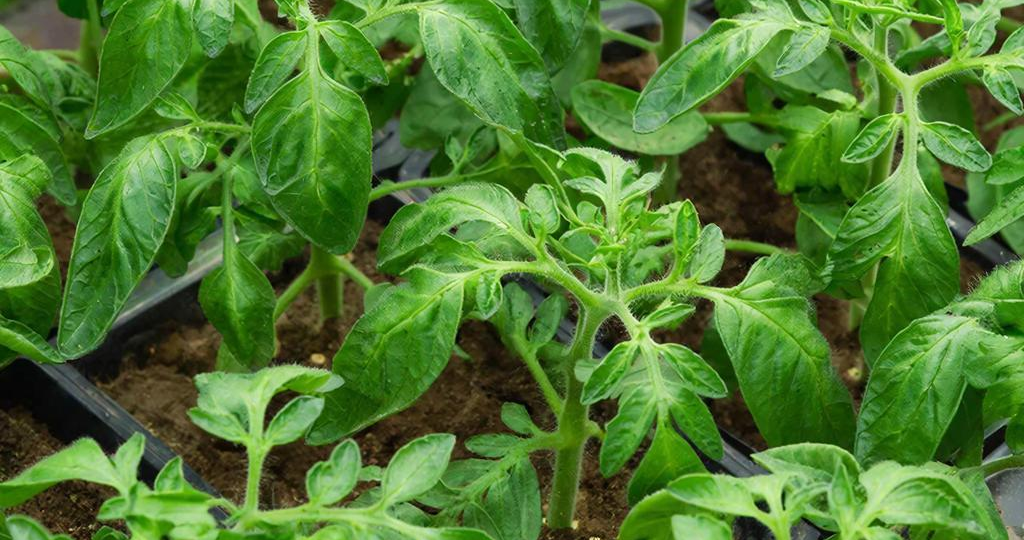 Выбор сортов помидоров: как я нахожу самые подходящие для себя.