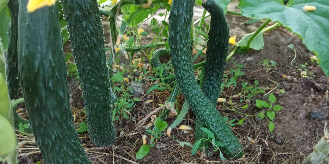 Огурцы-те самые гиганты👌