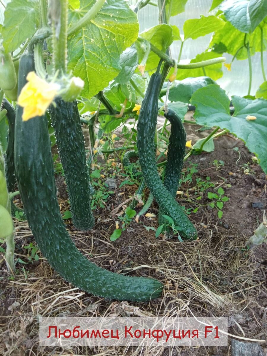 Красавчик👌 сезон 2024/фото автора статьи