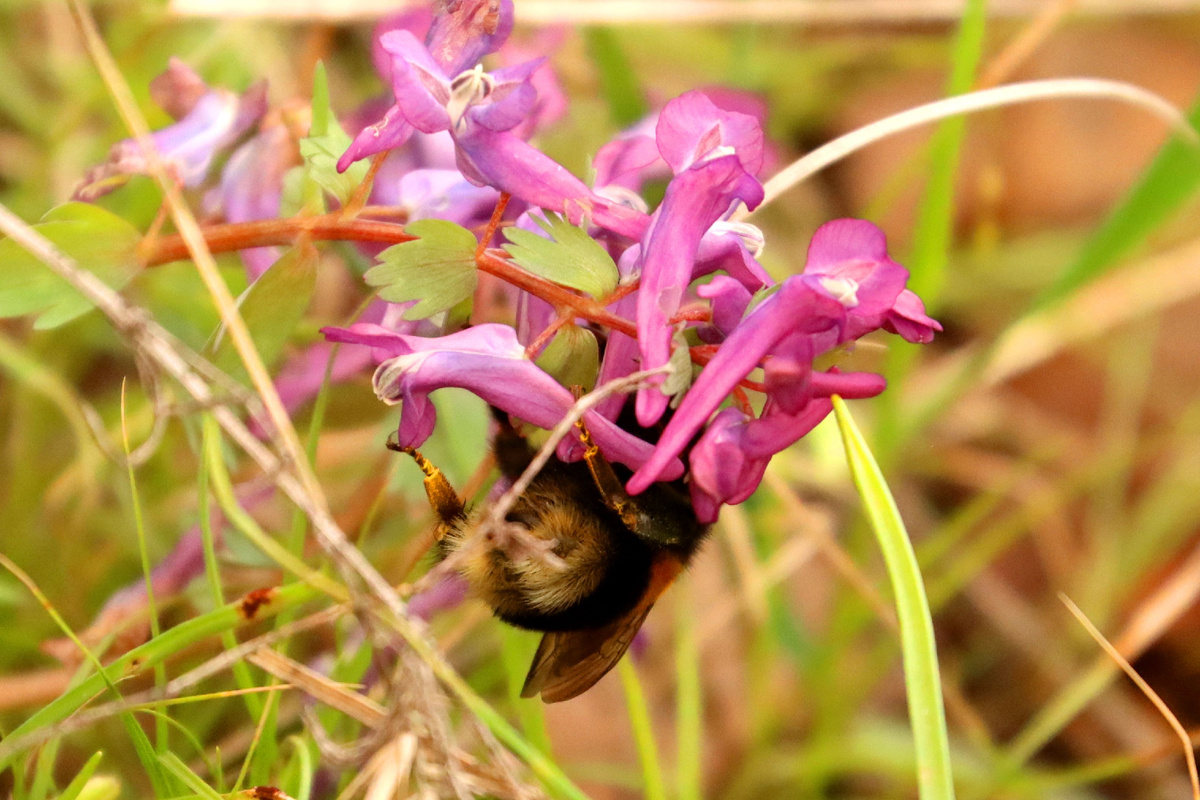 опа шмеля :)