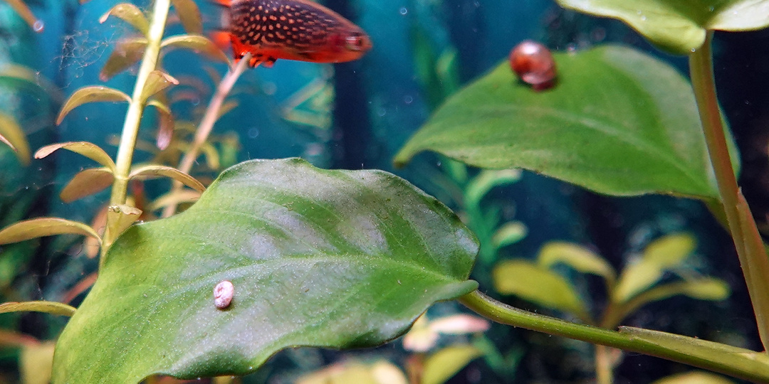 Улитки микро-катушки: казнить нельзя помиловать