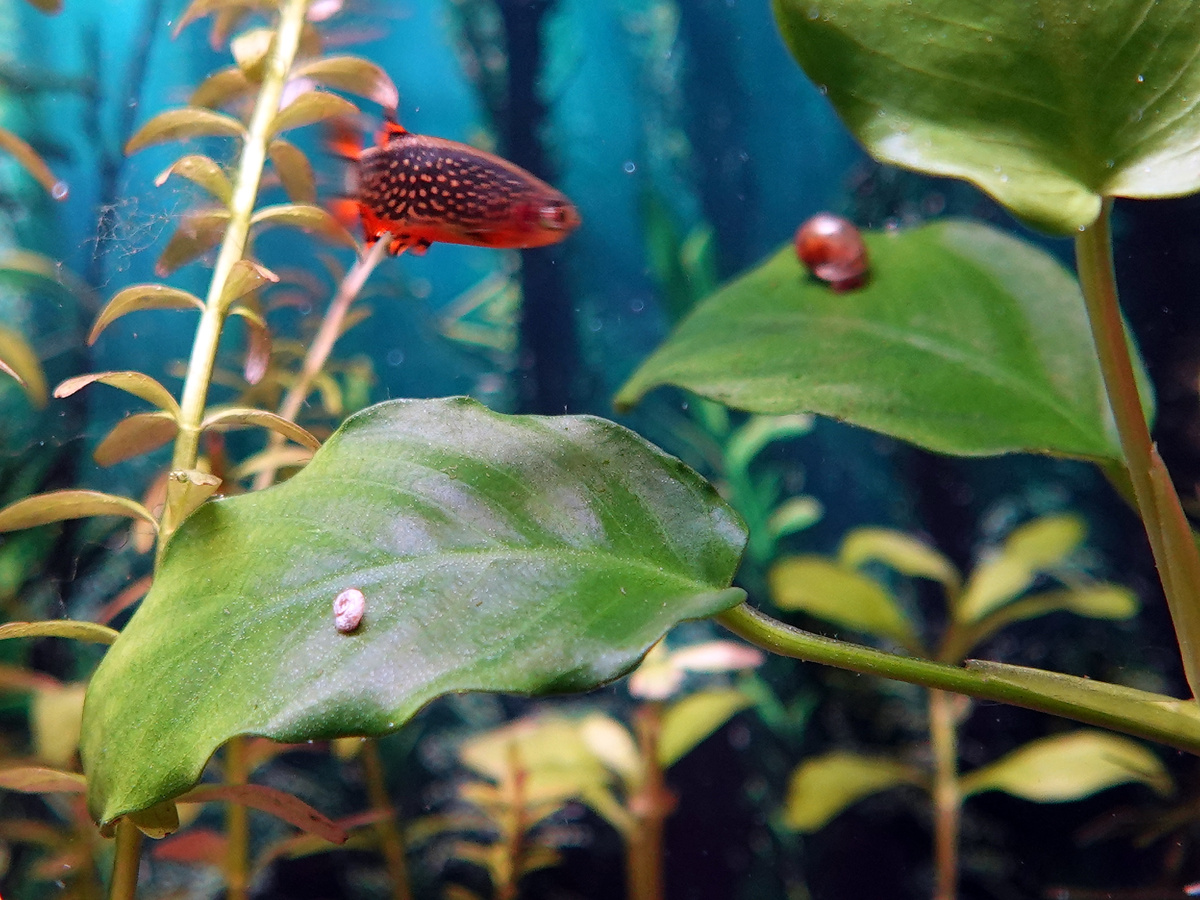 Гираулюс слева