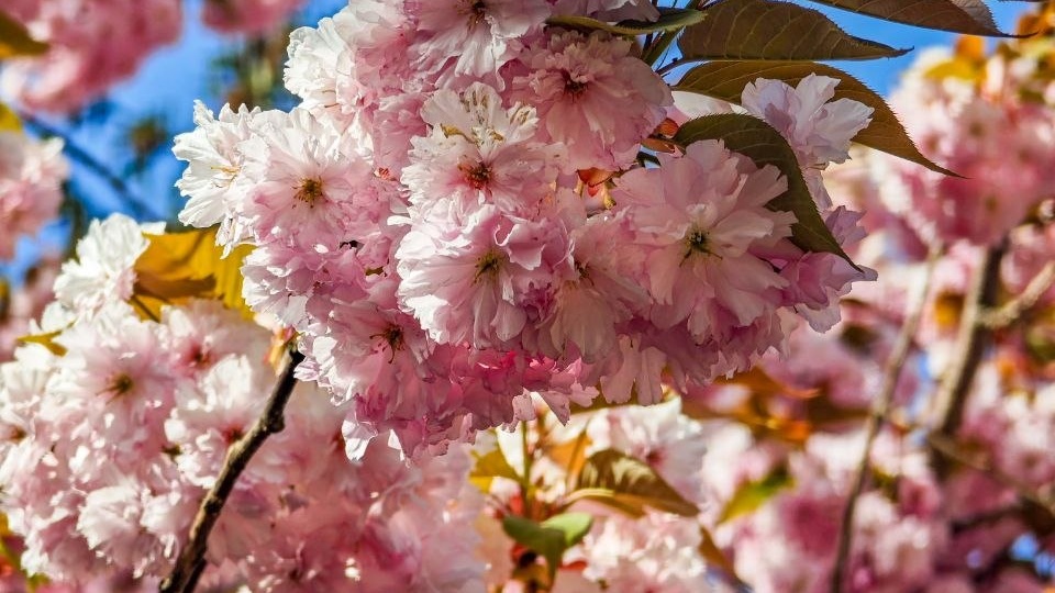 Буквально вчера #гиденок узнал, что первые цветочки сакуры появились в Саду Дружбы на Литейном