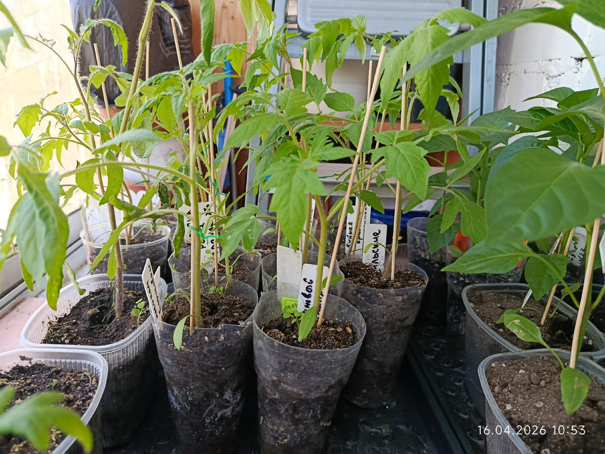 20 см высотой, штук 10 таких