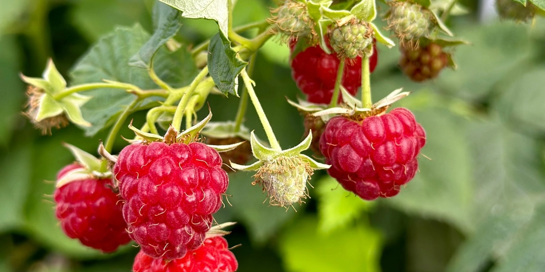 Дачники, весной малине -"обжоре" это обязательно: отпрыскайте и полейте по 1 разу - ягод будет немеренно, и все сладкие