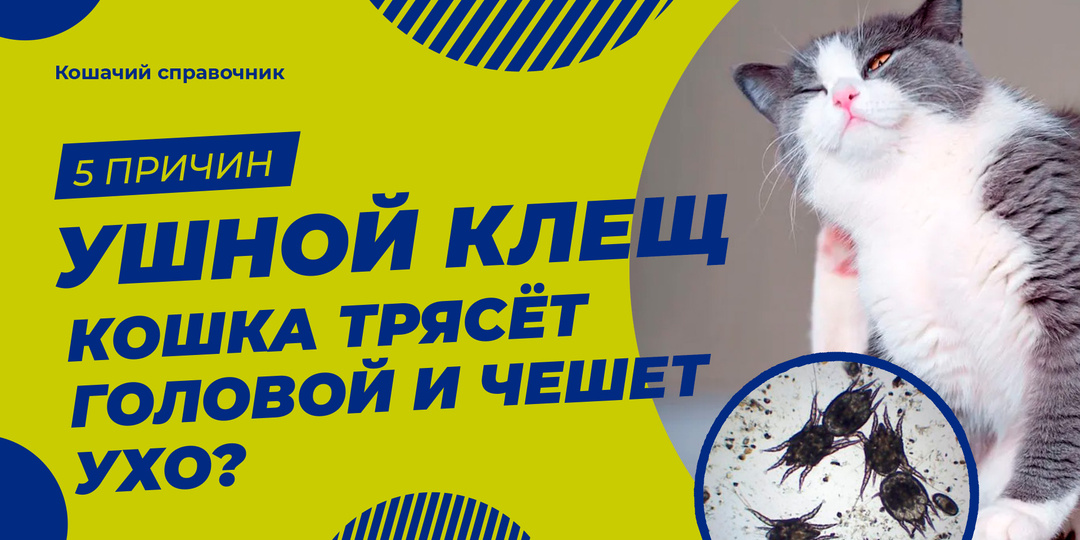 Кошка трясёт головой и чешет ухо? Проверьте на клеща