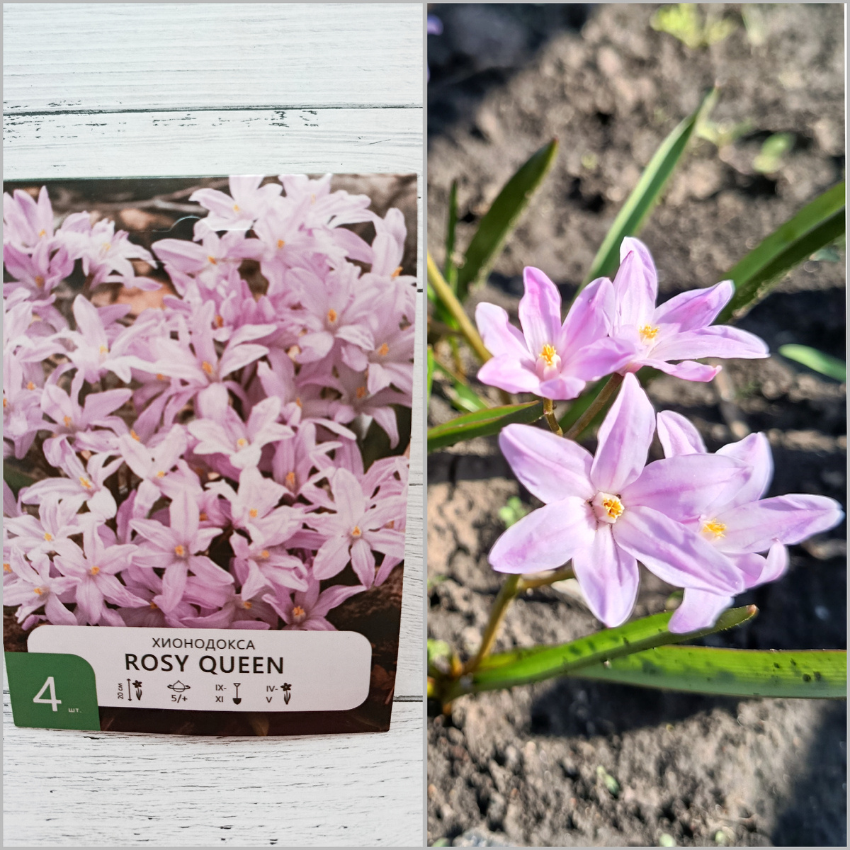 Хионодокса ROSY QUEEN