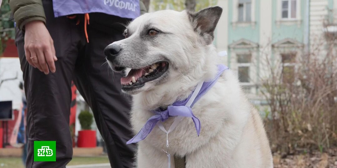 Выставка животных из приютов открылась на площадке фестиваля «Пасхальный дар»