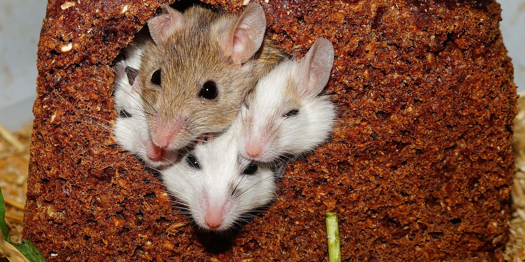 Почему эксперименты проводят на мышах?