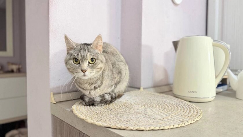    Первый городской канал Калининград