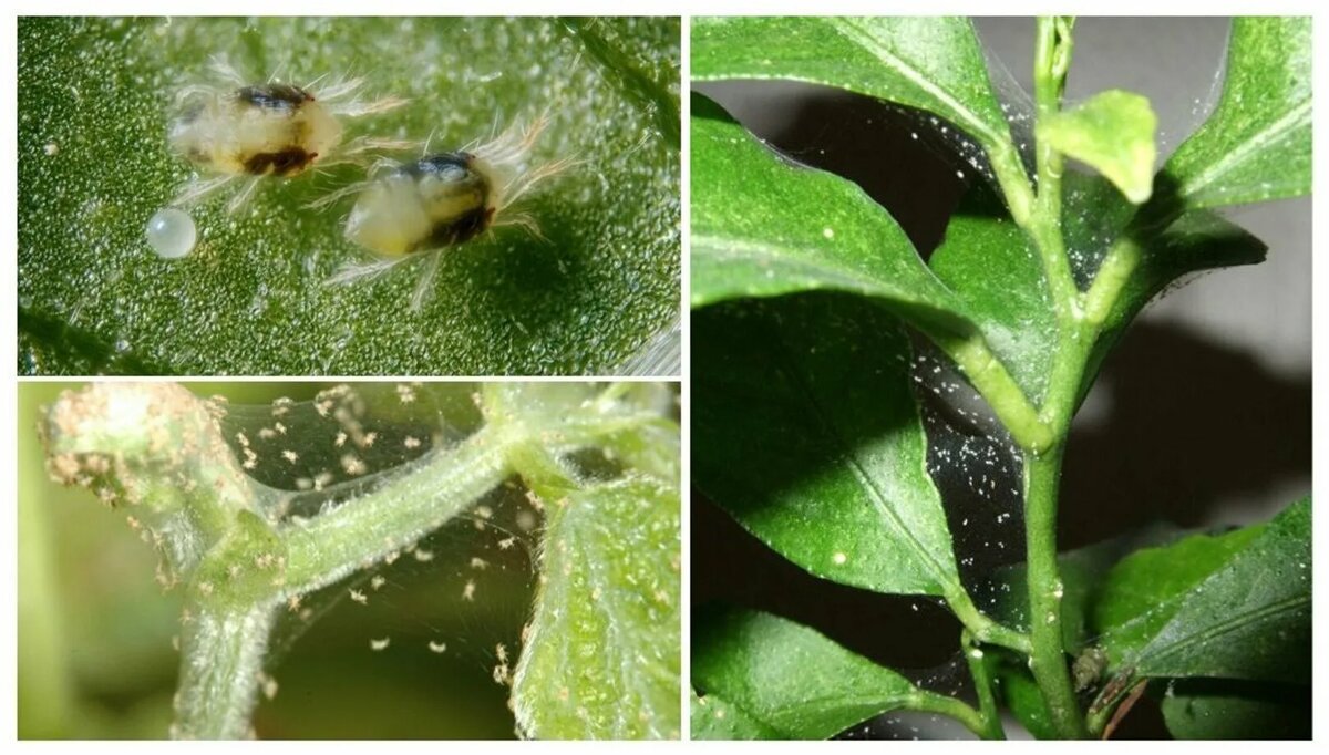 Паутинный клещ