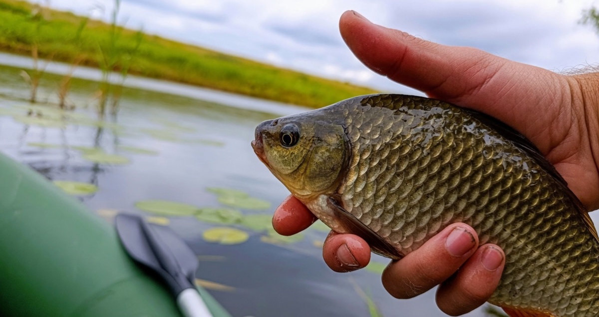 Карась летом хорошо клюет на сало