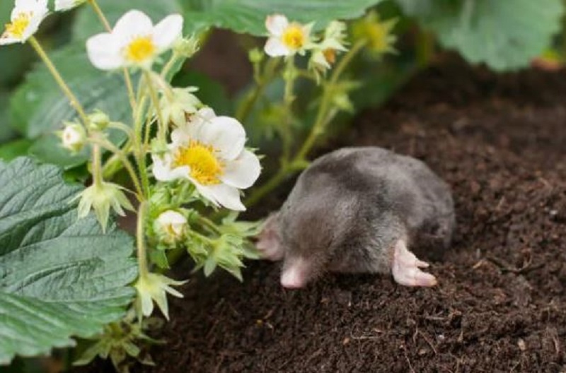 Кроты — беда дачников: как выселить непрошеных гостей без вреда для урожая