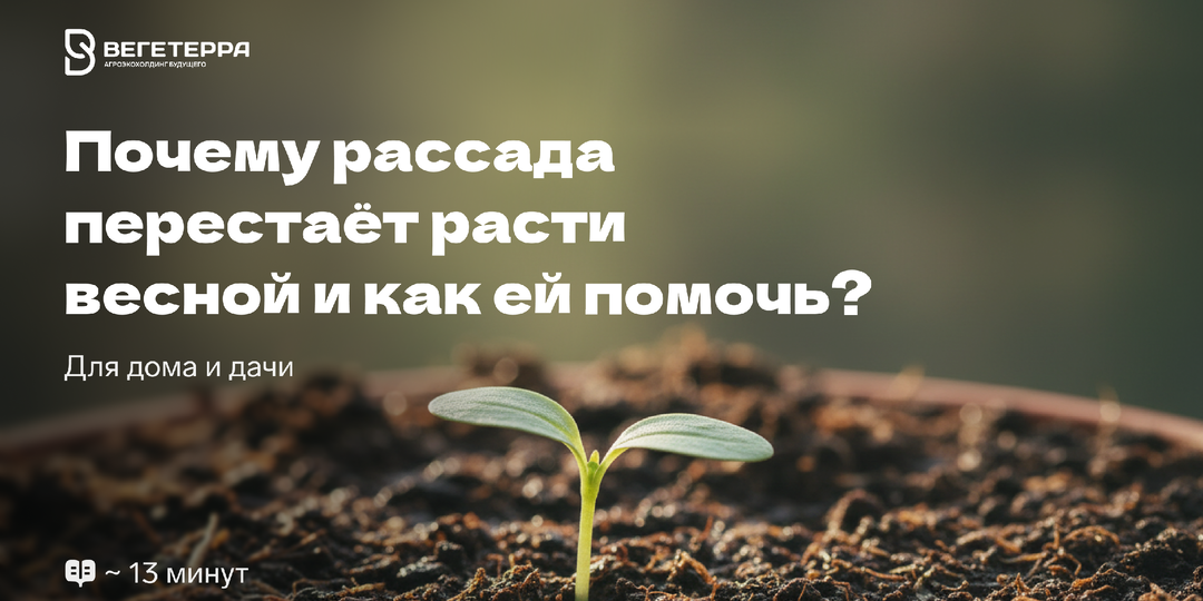 Почему рассада перестаёт расти весной и как ей помочь?