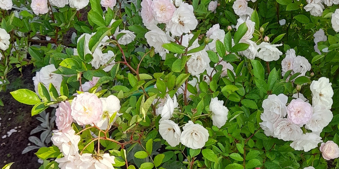 Как перезимовали мои неукрытые розы