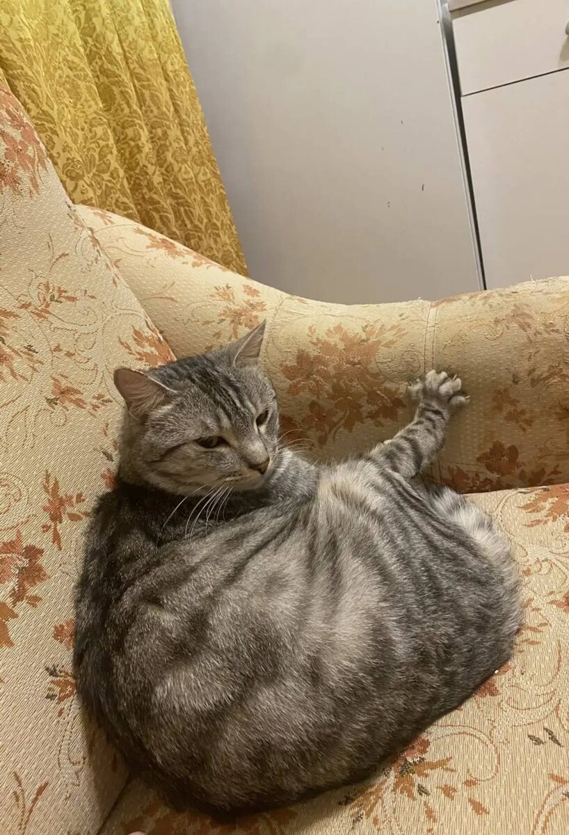 Вы тоже заметили это другое выражение котолица?))