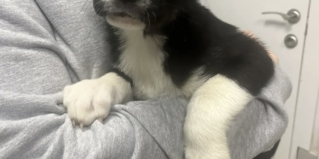 Зайка. Щенок с грустными глазами выпускается на улицу