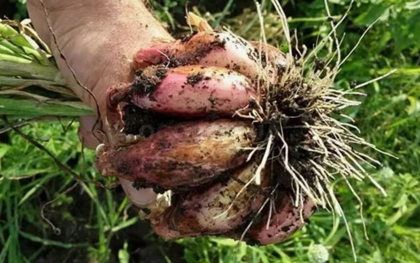 Лук-шалот: семейный секрет — как получить 15 луковиц из одной за сезон