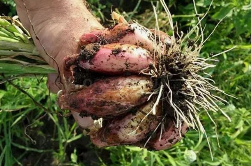 От одной луковицы шалота вырастает от шести до пятнадцати луковиц. 