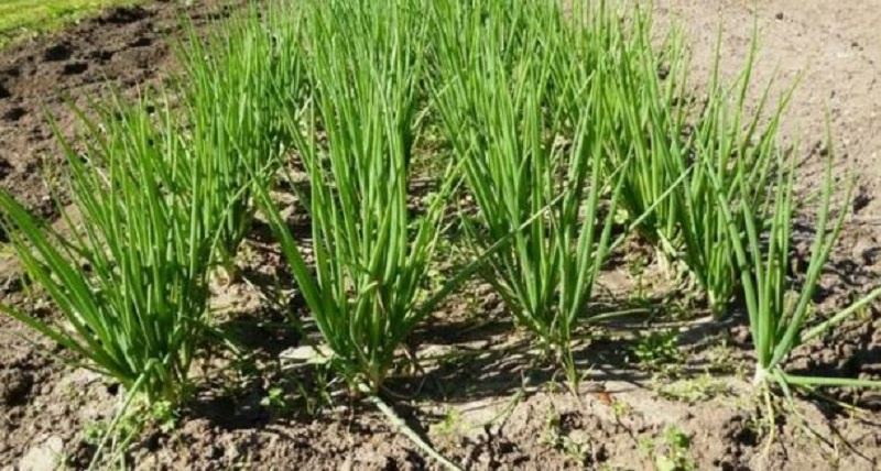 Зеленью шалота можно лакомиться весь сезон. 