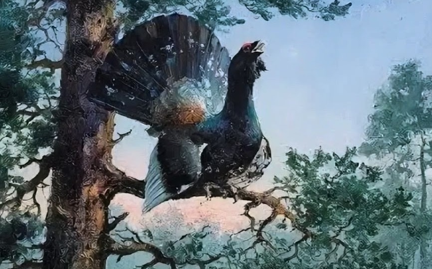 Как охотиться на глухаря на току: советы деревенского охотника городскому.