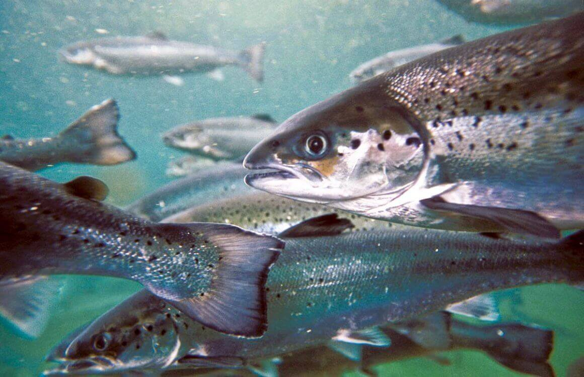 Лосось — один из самых популярных представителей Кольской фауны
