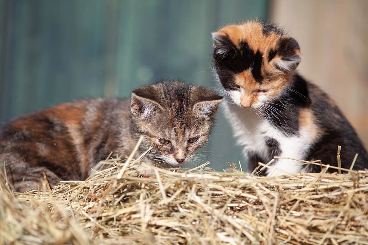 Многие уверены, что все трехцветные котята — это кошки. В большинстве случаев это действительно так. Источник: anjajuli / Shutterstock / FOTODOM📷

