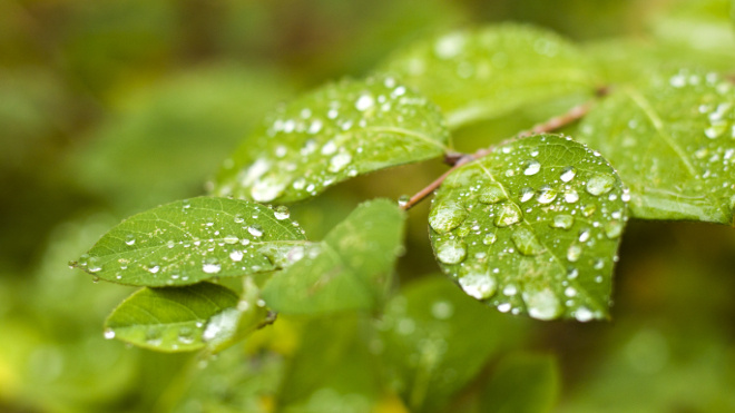 Фото: https://ru.freepik.com/free-photo/selective-focus-shot-green-leaves-covered-with-dew-drops_19538542.htm#fromView=search&page=1&position=0&uuid=ca363d84-5671-4725-9873-e65b47d01438&query=%D0%BB%D0%B5%D1%82%D0%BD%D0%B8%D0%B9+%D0%B4%D0%BE%D0%B6%D0%B4%D1%8C