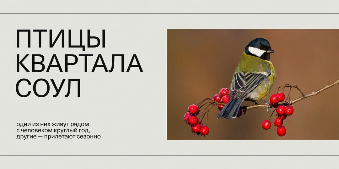 В озеленении квартала #Соул используются деревья и кустарники, плоды которых служат естественным кормом для птиц