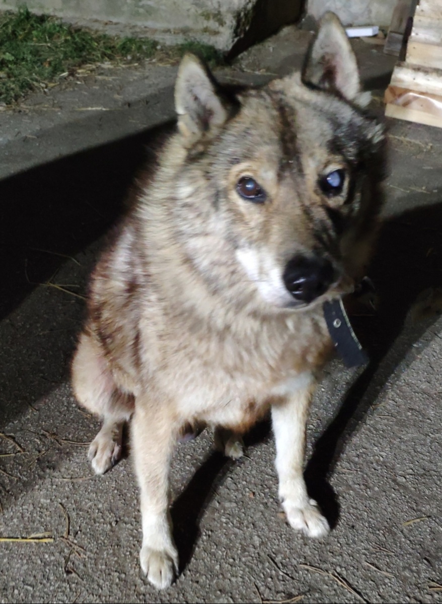 Пират. Таким попал к нам 6 лет назад.